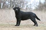 LABRADOR 1144